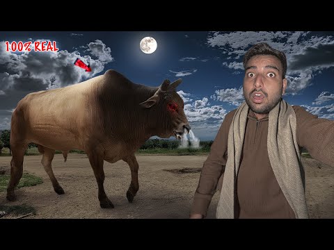 Finally Jersey Bull 2.0 Mil Gaya😱Live*Video-Proof