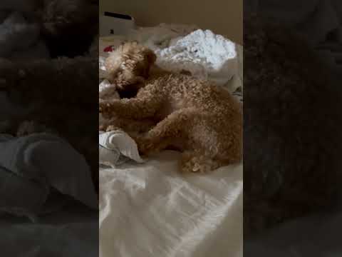 経営学科 飼い主のベッドで寝るトイプードル14ヶ月 #toypoodle #トイプードル