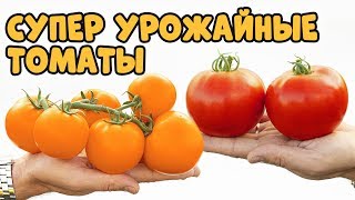 Сроки созревания и продолжительность плодоношения