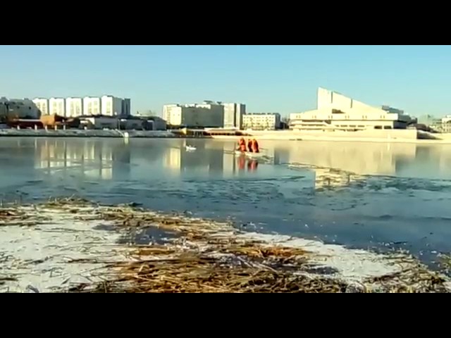 В Казани спасали лебедей