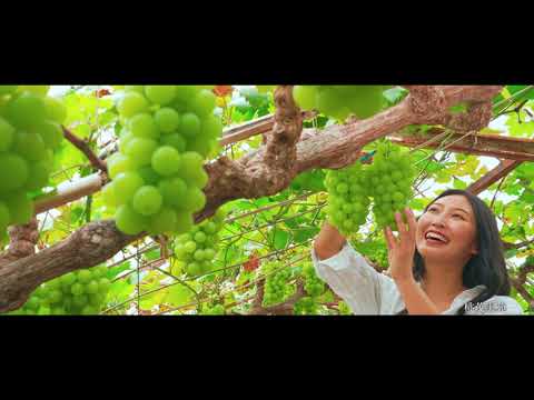 岡山の旅なら叶う！ 贅沢＆美味な果物時間【full ver.】