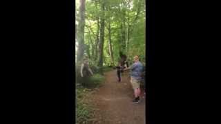 preview picture of video 'Harris Hawk landing on glove during hunt'