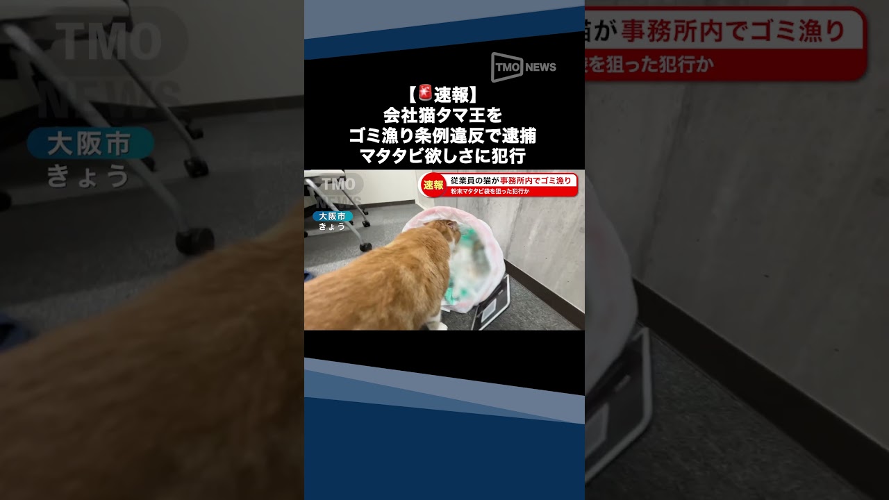 【🚨速報】 会社猫タマ王(２)を ゴミ漁り条例違反で逮捕 マタタビ欲しさに犯行