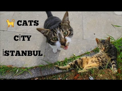 The life of cats in Istanbul's parks