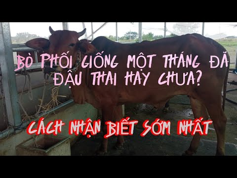 , title : 'Bò Mang Thai Một Tháng Sau Phối Giống|Cách Nhân Biết Bò Mang Thai Một Tháng Sau Phối Giống Sớm Nhất'