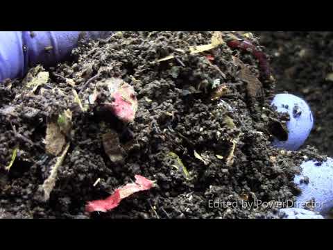 European Nightcrawlers:  24 Hours After Feeding