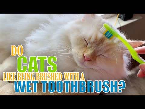 Do Cats Like Being Brushed with a Wet Toothbrush?