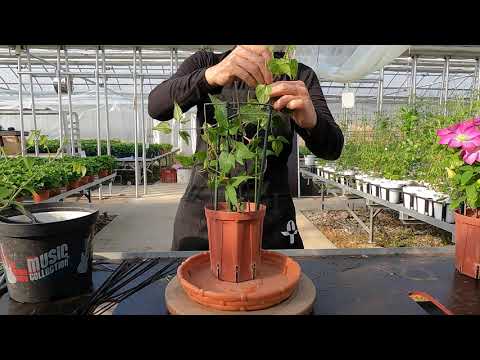 園芸 白蔓クレマチス、ヘッジクレマチス、ベガーハーブ