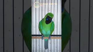 Download lagu Cucak ijo JAMTROK nembak #shorts mp3