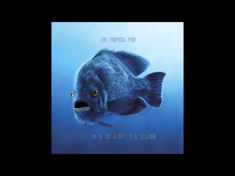 Breathe Again - Live Tropical Fish feat. Laurnea