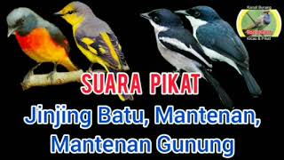 Download lagu pikat jinjing batu, mantenan, mantenan gunung | SUARA PIKAT AMPUH durasi 1 jam mp3 Download lagu pikat jinjing batu, mantenan, mantenan gunung | SUARA PIKAT AMPUH durasi 1 jam mp3