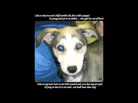 Beautiful Galgo's looking for a home: the sweet youngest and the golden oldies