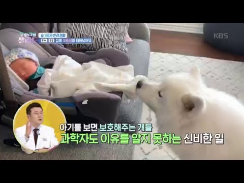 아기를 돌봐주는 댕댕이 보모들~! 그리고 귀여운 따라장이~