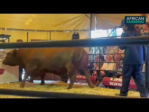 Record price for Angus bull makes headlines