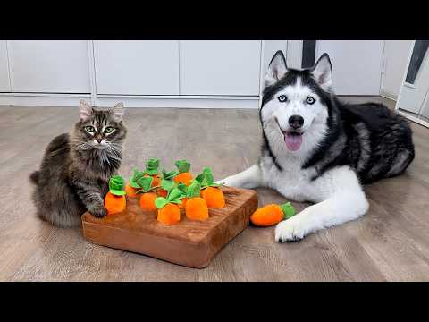 Huskies GEGEN Katzen: Wer gewinnt das Karottenrätsel? Neuer IQ-Test