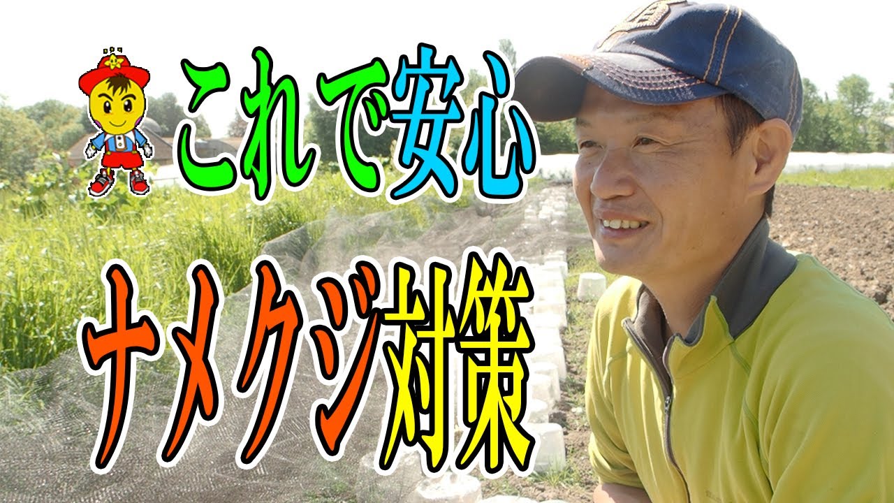 【自然栽培】ナメクジの食害を防ぐ8つの方法と向き合い方