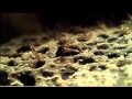 Surinam Toad