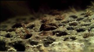 Download lagu Surinam Toad mp3