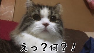 カエルがぶっちゃぶれた声を聞いて驚くプン君