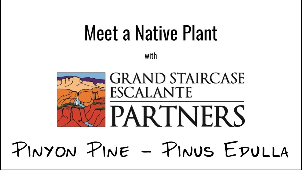 Meet a Native Plant - Pinyon Pine