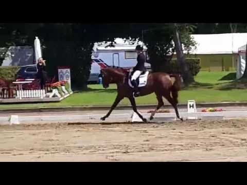 Veneno Hengst *2011 von Vitalis x Diamond Hit x La