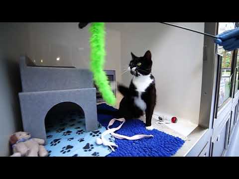 Mally at Cats Protection, Chelwood Gate, August 2018