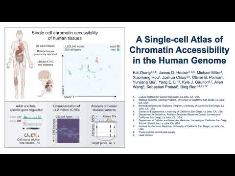 A single-cell atlas of chromatin accessibility in the human genome