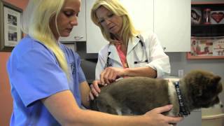 preview picture of video 'Vero Beach Veterinary Hospital -Short | Vero Beach, FL'