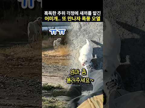 사람에게 새끼를 맡기고 떠난 어미개, 다시 만나자 오열한 이유 ㅠㅠ