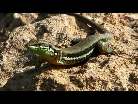 Troodos UNESCO Global Geopark - Promotional video