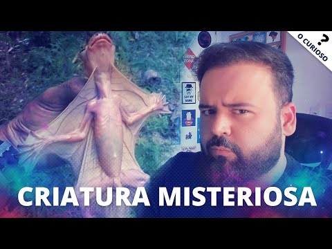 CRIATURA MISTERIOSA ENCONTRADA NA AMAZÔNIA