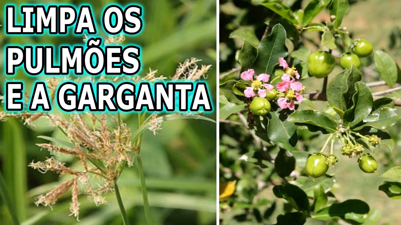 Limpa os Pulmões, Acaba com Dores e Inflamações na Garganta, Tosse, Febre…  💖 MARILENE SARAH FIALHO