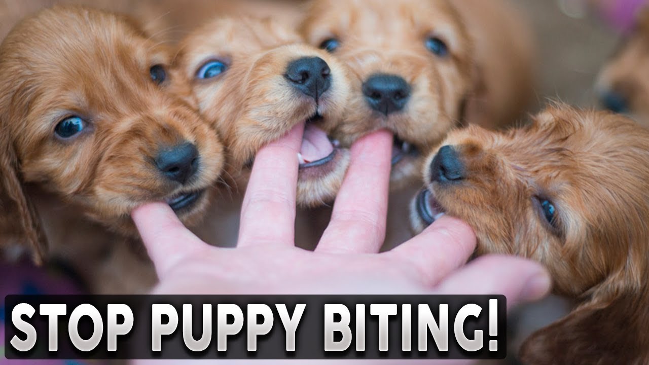 How To STOP Your Puppy From Biting You!