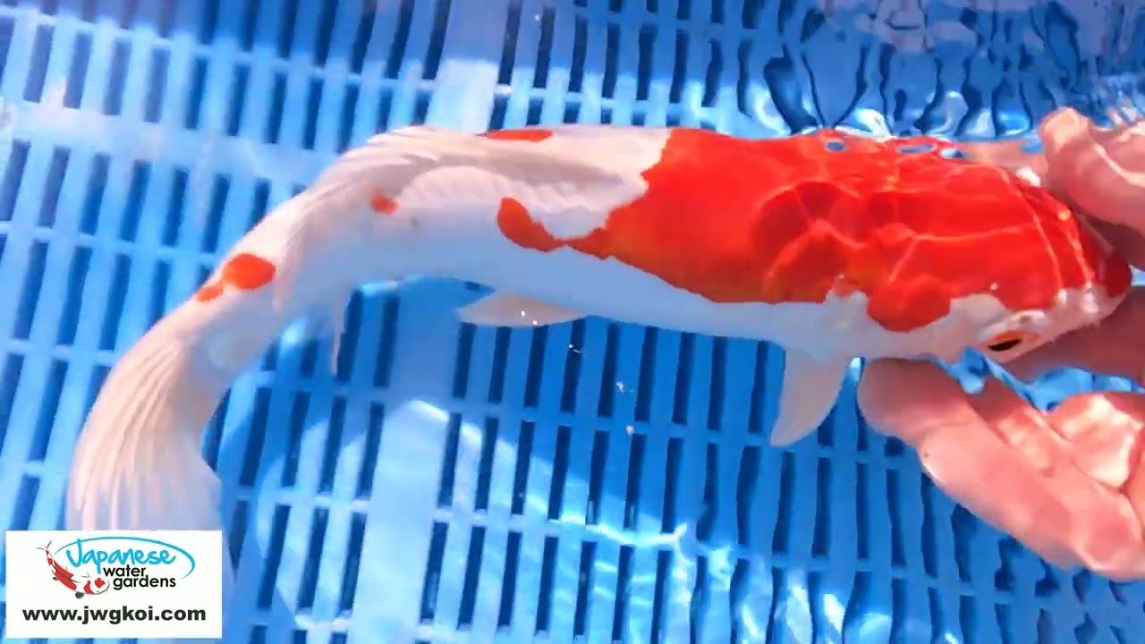 6128 Kikisui 10to12in £160