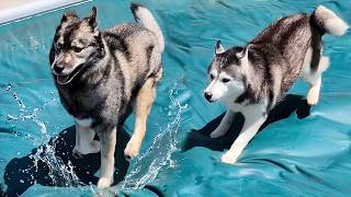 My Dogs Jumped On The Swimming Pool Cover Like A Giant Waterbed!