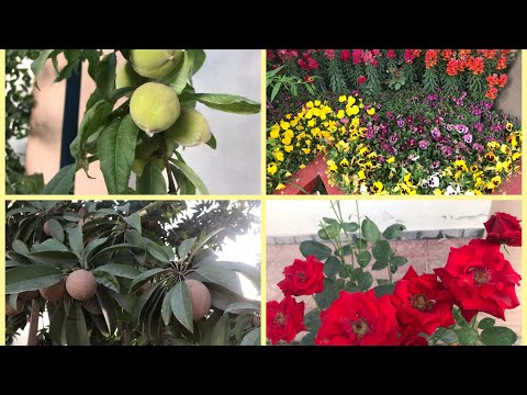 My Detail garden video with Beautiful flowers