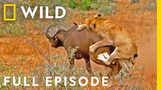 Blood Feud (Full Episode) | Animal Fight Night