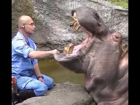 Hippo care