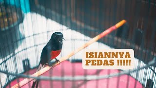 Download lagu Pancingan murai batu gacor nembak isian GEREJA TARUNG bikin lawan langsung EMOSI !!! mp3 Download lagu Pancingan murai batu gacor nembak isian GEREJA TARUNG bikin lawan langsung EMOSI !!! mp3