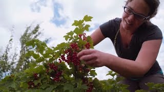Persistence: Midwestern Farmers and their Uncommon Crops