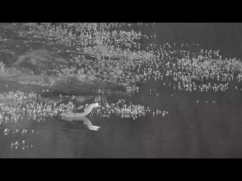 Djuma: Black-crowned Night Hron hunting - 02:50 - 02/02/2022