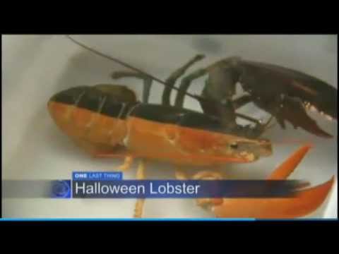 Halloween Lobster