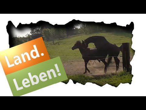 Der Hengst hat Laune! Stutendeckung! 🐴💞🐎