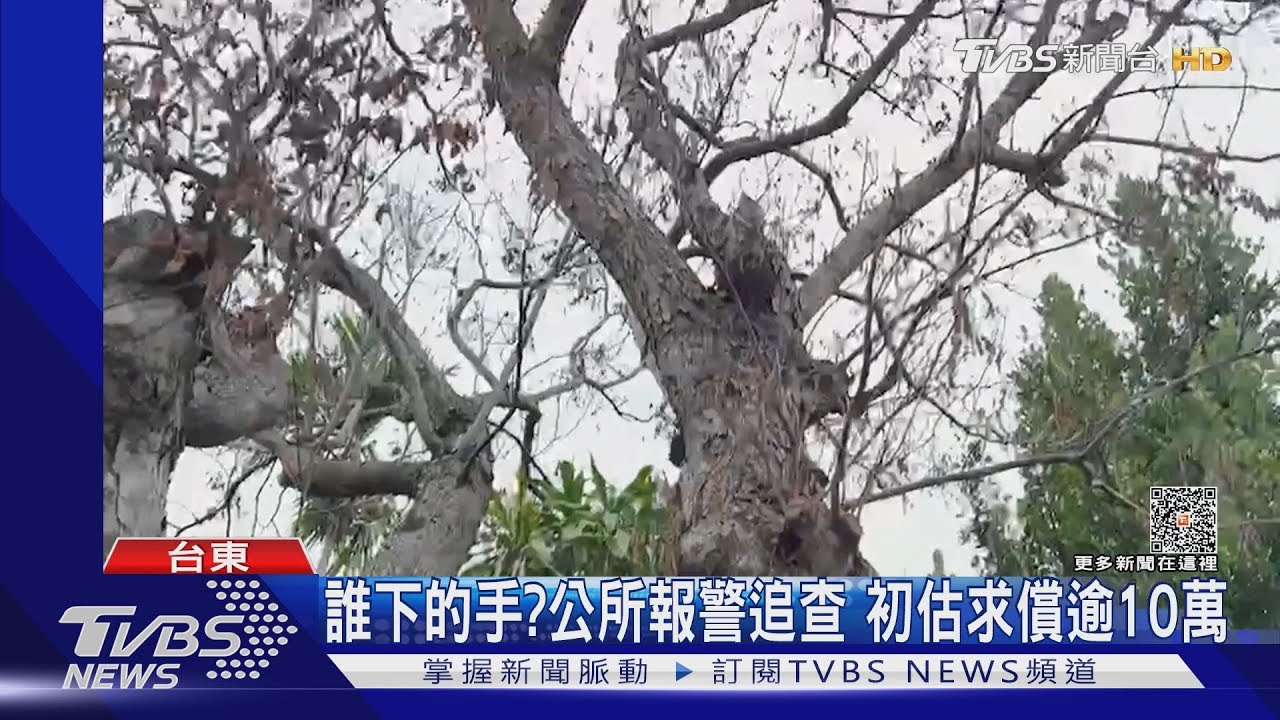 對樹下毒手!路樹遭鑽孔毒死 公所將求償