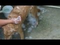 Swimming Dog MP4