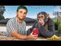 I Watched YouTube Shorts With A Chimpanzee