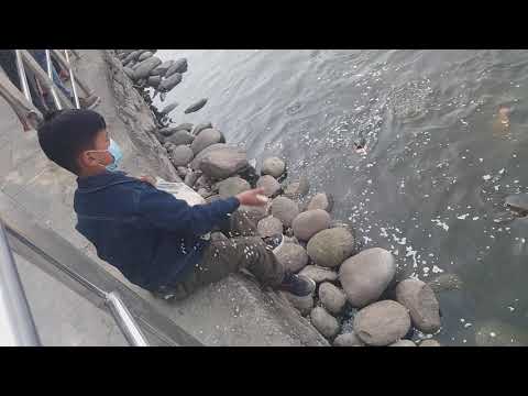 abiel feeding to fish in taudaha