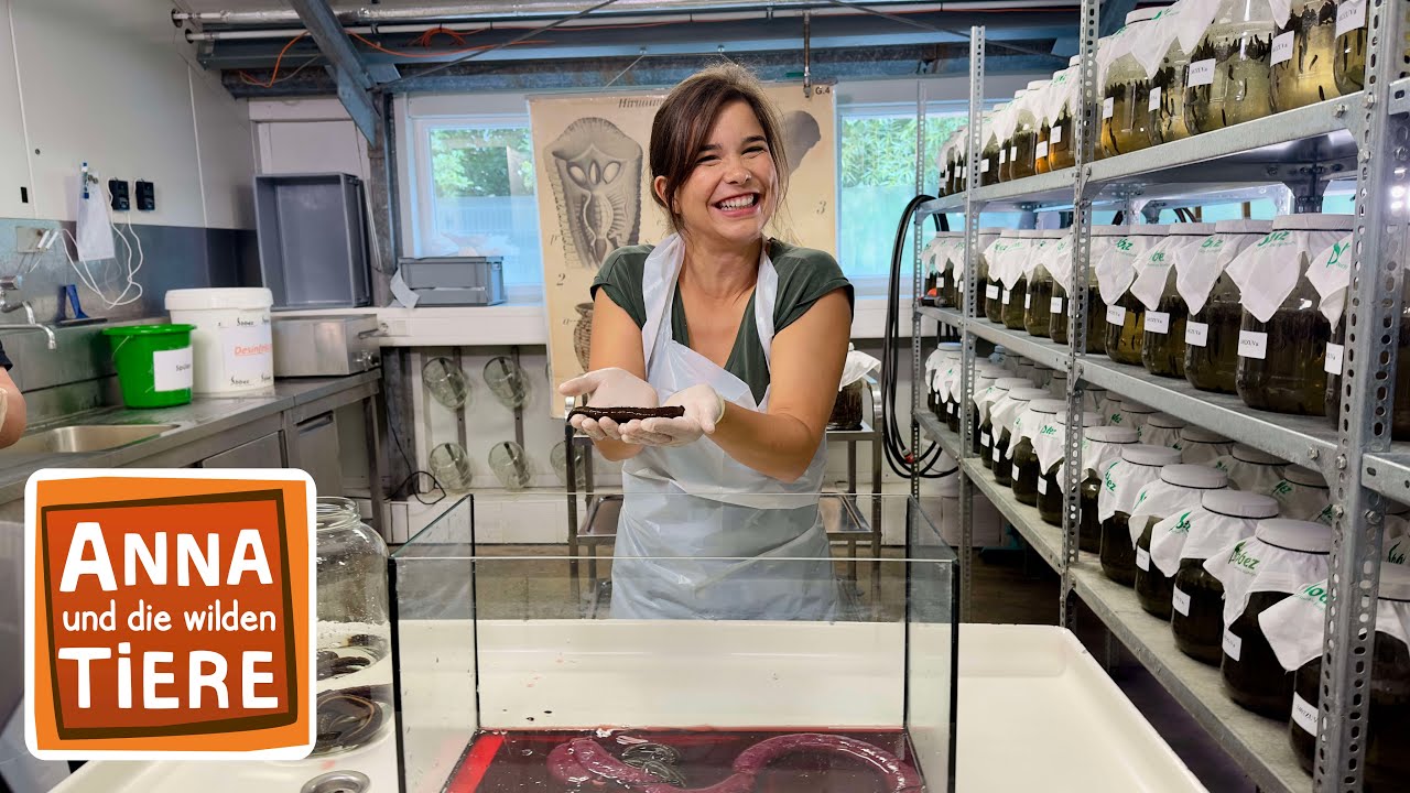 Sind Blutegel eklig? | Reportage für Kinder | Anna und die wilden Tiere