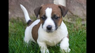 Video preview image #1 Jack Russell Terrier-Shih Tzu Mix Puppy For Sale in EAST EARL, PA, USA