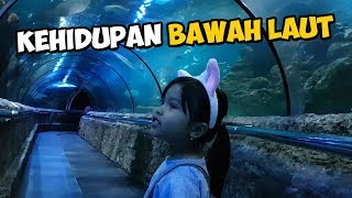 Download lagu Mengenal Kehidupan Bawah Laut | Seaworld Jakarta mp3 Download lagu Mengenal Kehidupan Bawah Laut | Seaworld Jakarta mp3